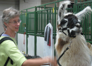 Rita Chapman is petting a lama at Lama Fest, held at Michigan State University Pavilion.